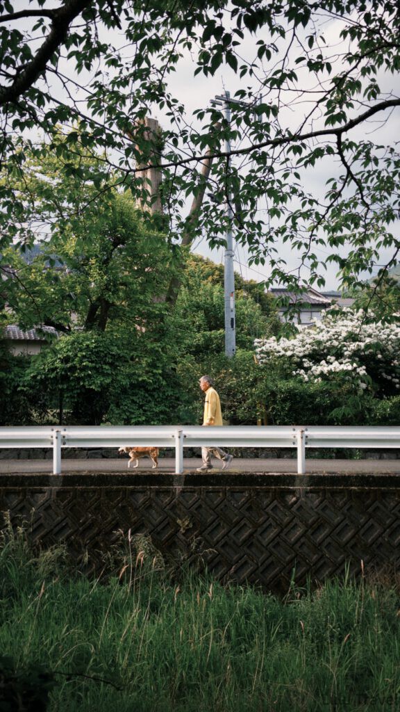 由布院兩天一夜|避開黃金週人潮的溫泉住宿與由布院之森 由布院鄉間小路上牽著狗散步的當地居民,路旁是盛開的白色花叢與日式民宅